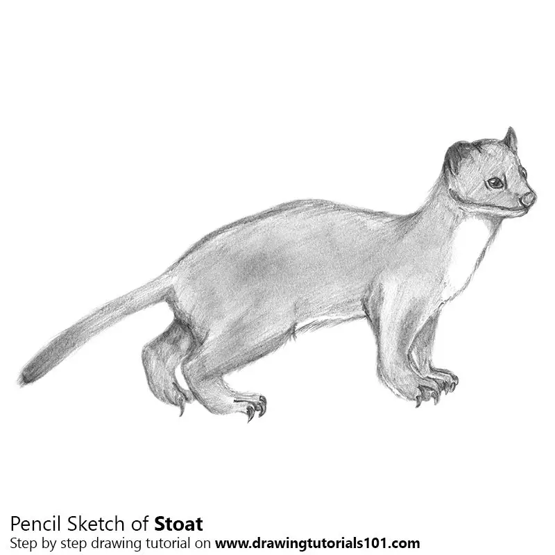 weasel drawing