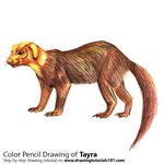How to Draw a Tayra