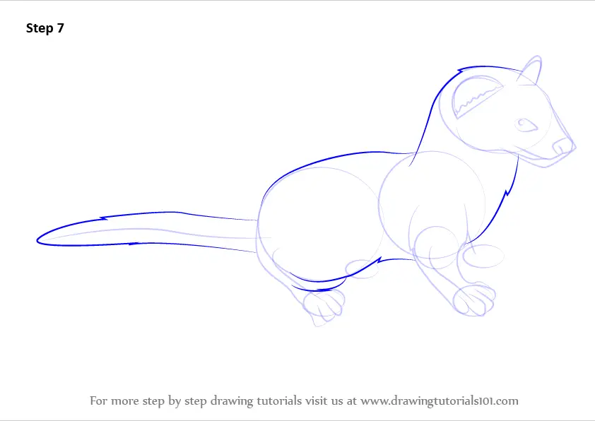 How to Draw a Weasel (Other Animals) Step by Step | DrawingTutorials101.com