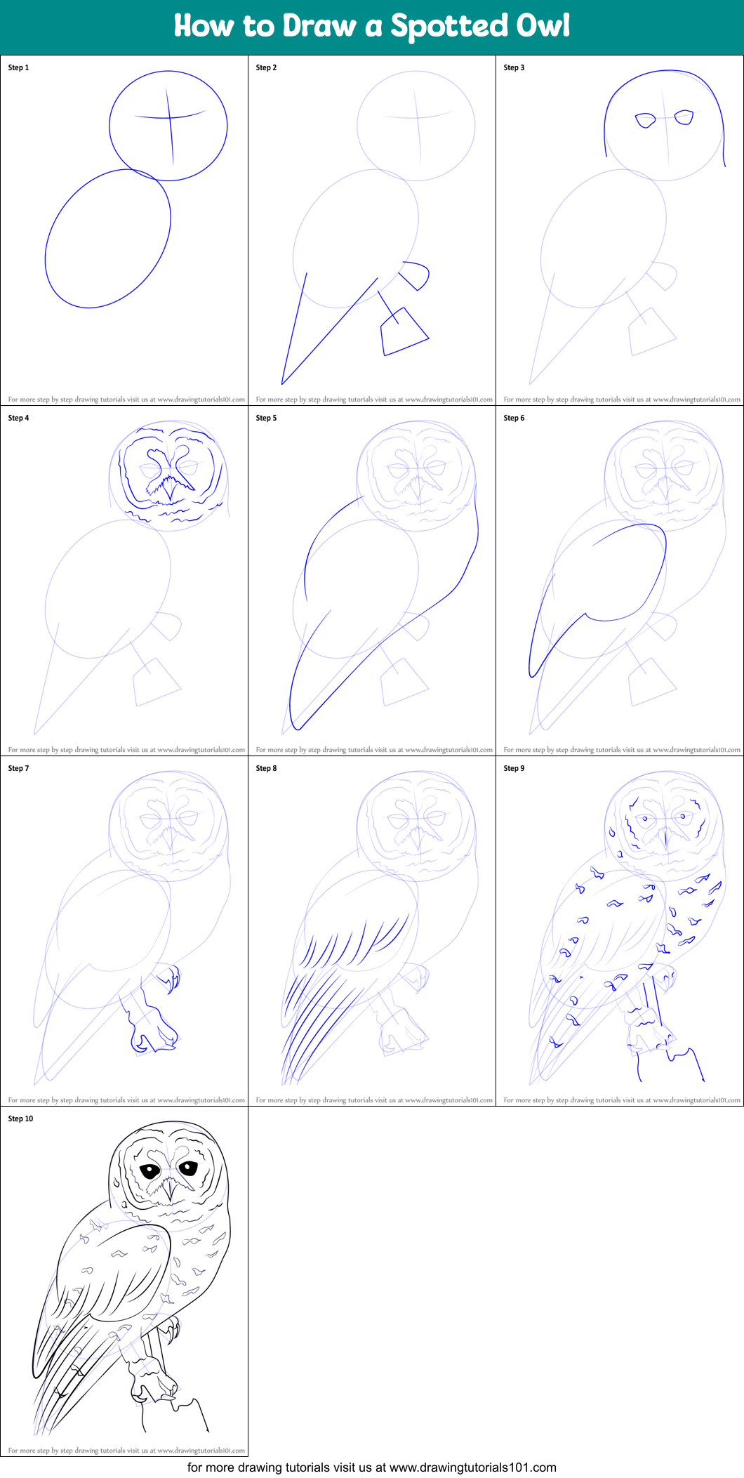 How to Draw a Spotted Owl printable step by step drawing sheet