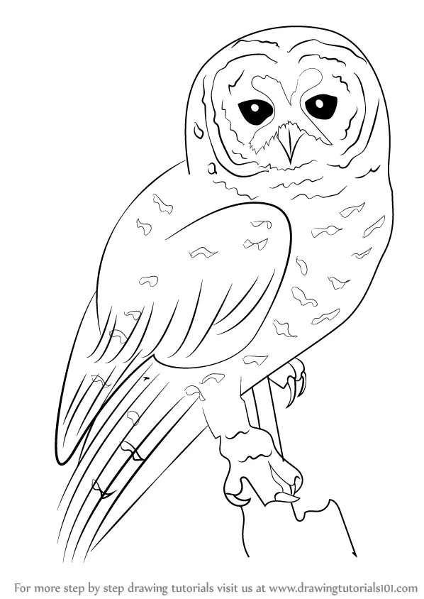 1,744 Drawing Owl Stock Photos - Free & Royalty-Free Stock Photos from  Dreamstime