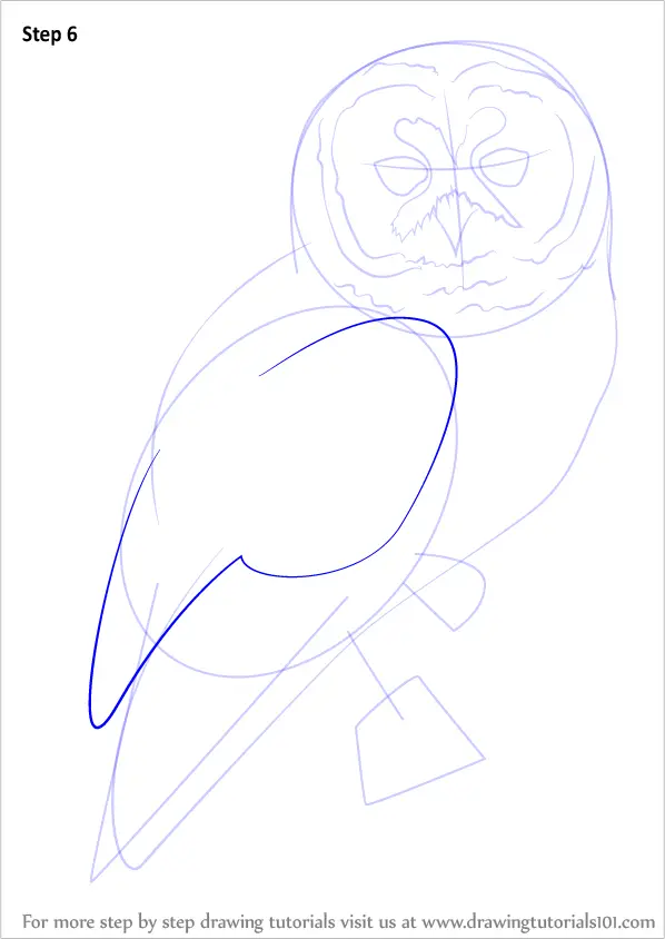 How to Draw a Spotted Owl (Owls) Step by Step | DrawingTutorials101.com