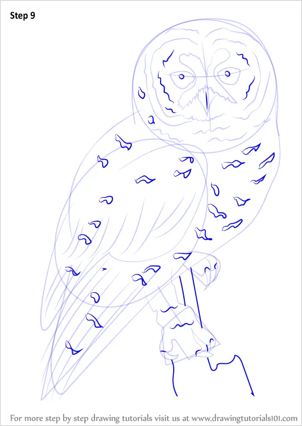 Step by Step How to Draw a Spotted Owl : DrawingTutorials101.com