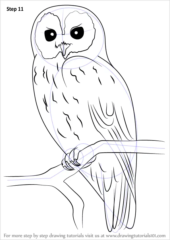 Learn How to Draw a Tawny Owl (Owls) Step by Step : Drawing Tutorials