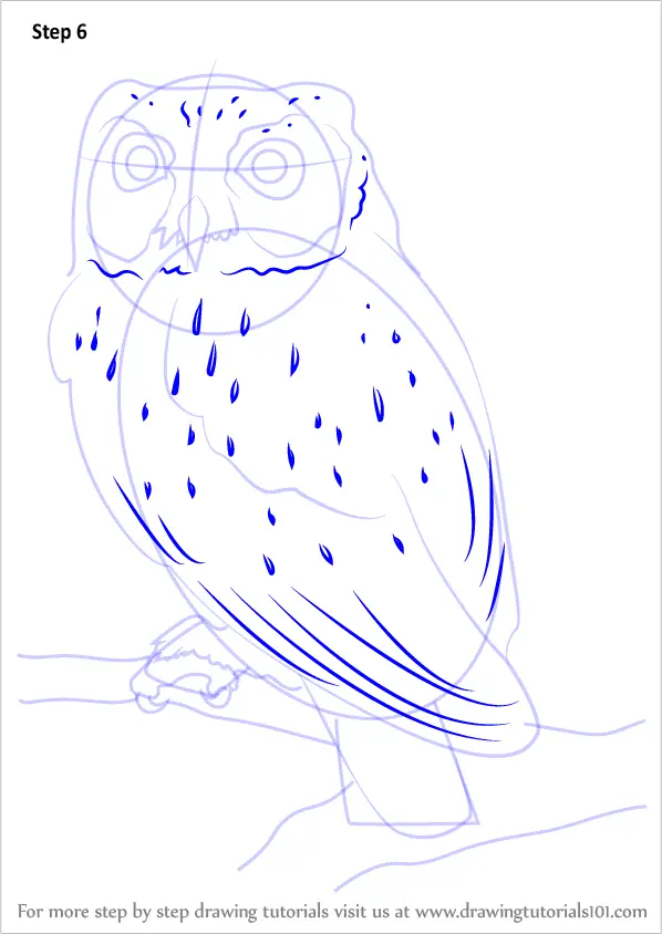 to how animals jam draw from animal Western Learn Draw How to Step Screech by (Owls) a Owl