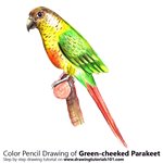 How to Draw a Green-cheeked parakeet