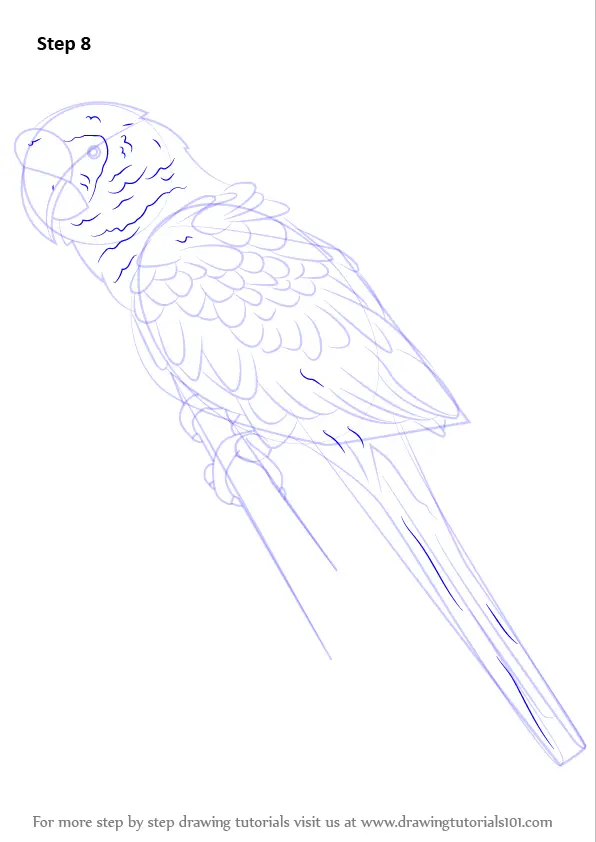 Learn How to Draw a Military macaw (Parrots) Step by Step : Drawing ...
