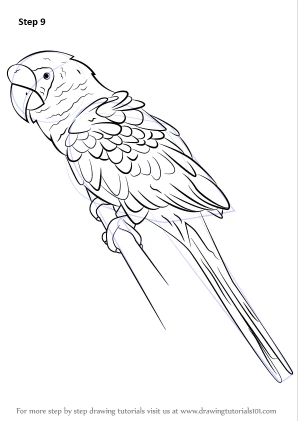 page parrot drawing