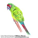 How to Draw a Military macaw