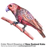 How to Draw a Kaka