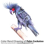 How to Draw a Palm Cockatoo