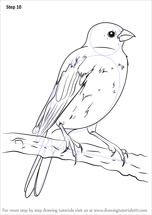 Learn How to Draw a Parakeet (Parrots) Step by Step : Drawing Tutorials