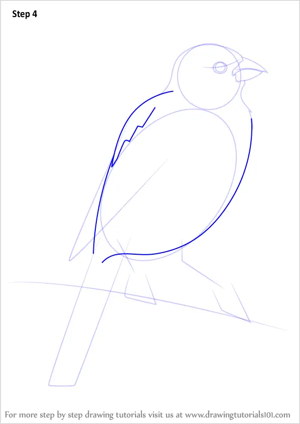 step parrot step how draw to by Learn Step Step How a to by (Parrots) Parakeet Draw