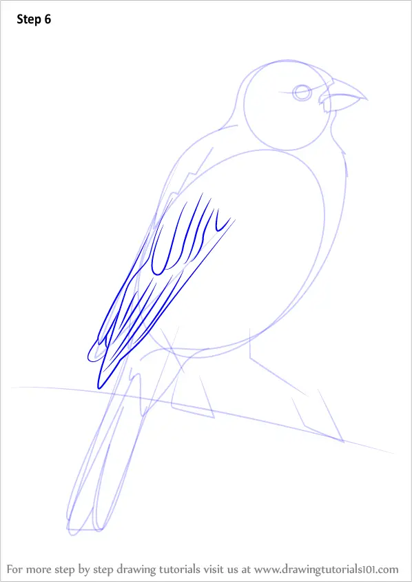 How to Draw a Parakeet (Parrots) Step by Step | DrawingTutorials101.com