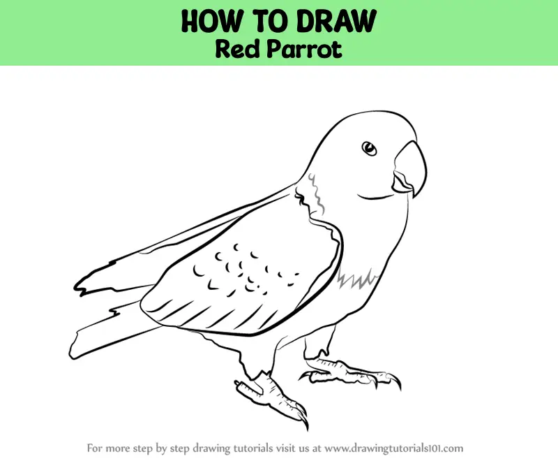 Parrot Pencil drawing by Karen Elaine Evans | Artfinder