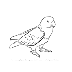 How to Draw Red Parrot