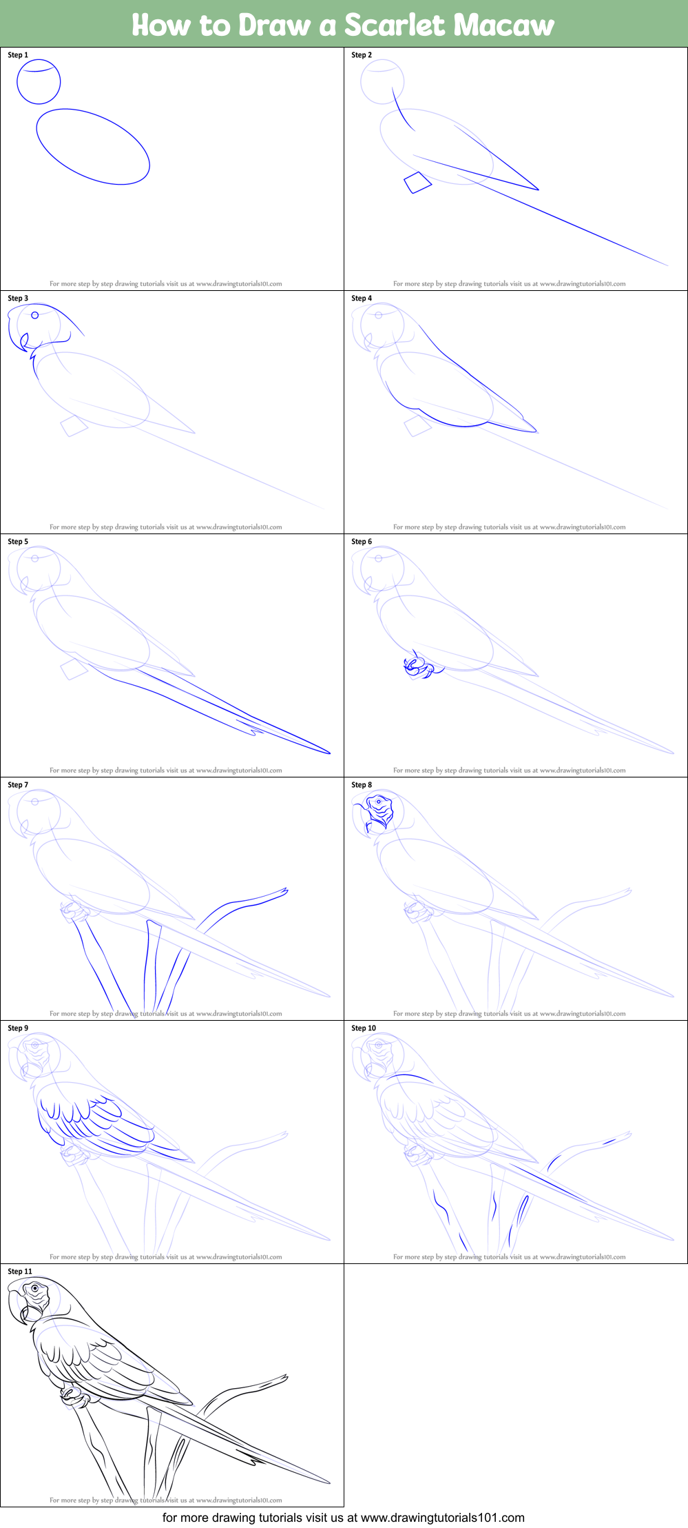 How to Draw a Scarlet Macaw printable step by step drawing sheet
