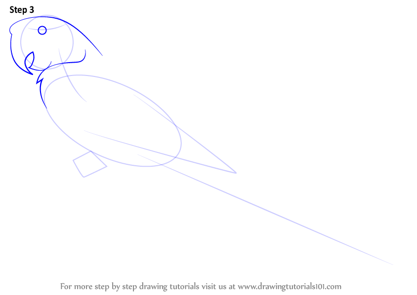 How To Draw A Blueandyellow Macaw