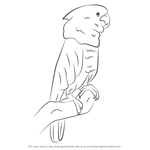 How to Draw a Umbrella Cockatoo