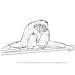 How to Draw a Gibbon