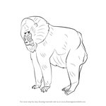 How to Draw a Mandrill