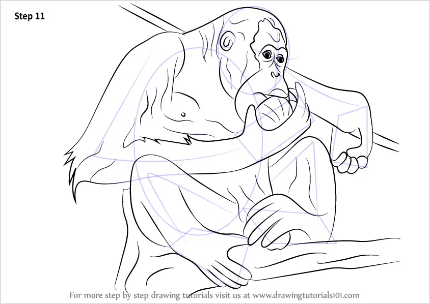 How to Draw a Orangutan (Primates) Step by Step