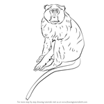 How to Draw a Patas Monkey