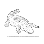 How to Draw an American alligator