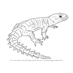 How to Draw an Armadillo Girdled Lizard