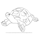 How to Draw an Asian Forest Tortoise