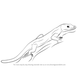 How to Draw a Bedriaga's Rock Lizard