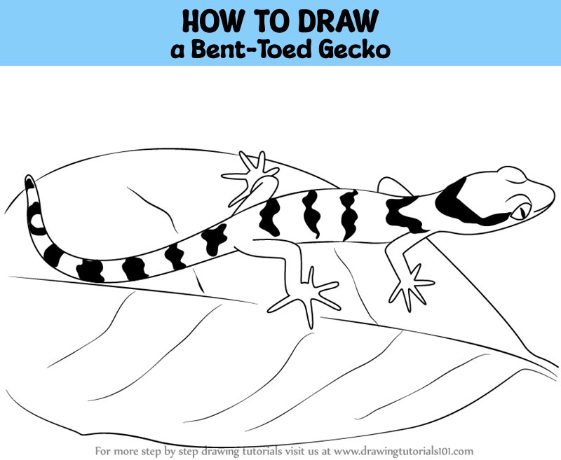 How to Draw a Bent-Toed Gecko (Reptiles) Step by Step ...