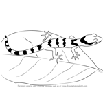 How to Draw a Bent-Toed Gecko