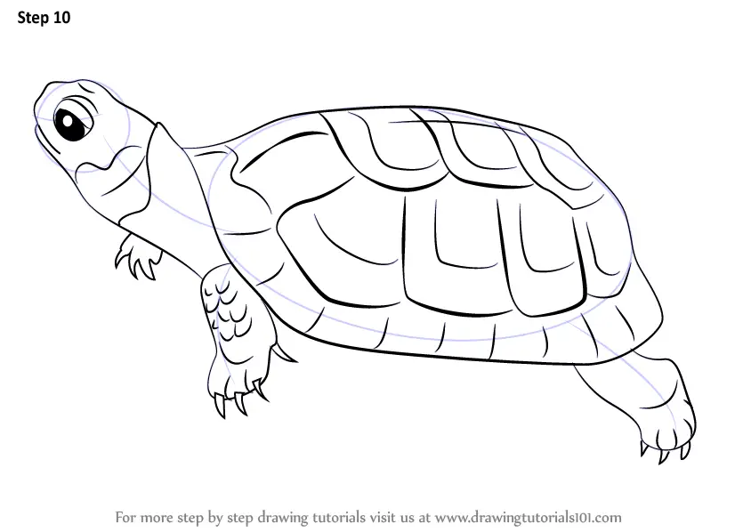 How to Draw a Bog Turtle (Reptiles) Step by Step | DrawingTutorials101.com