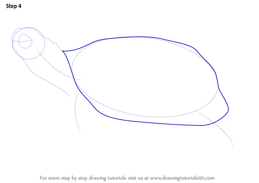 How to Draw a Bog Turtle (Reptiles) Step by Step