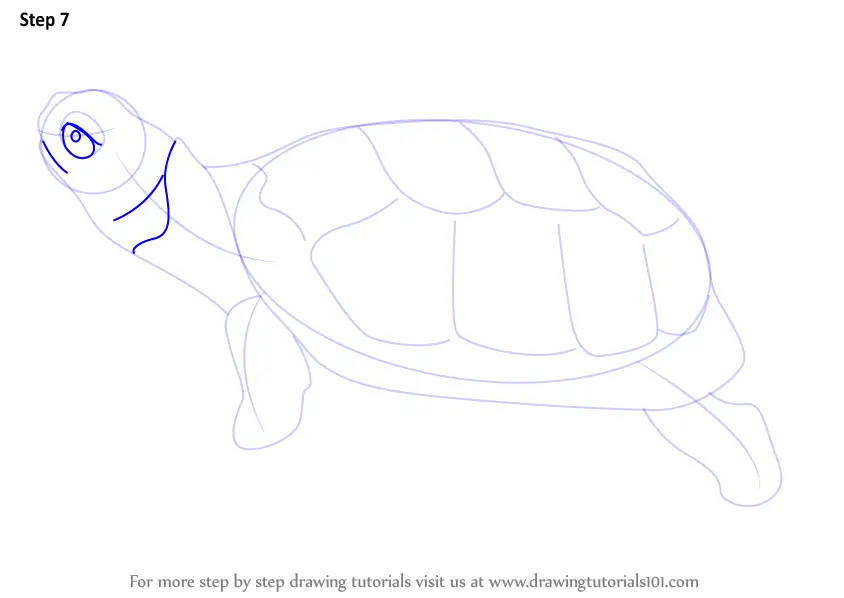 How to Draw a Bog Turtle (Reptiles) Step by Step | DrawingTutorials101.com