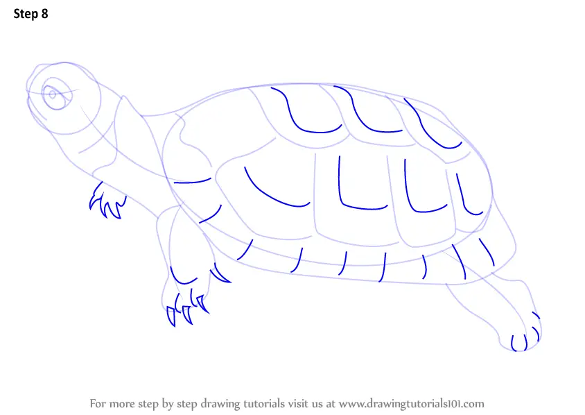 How To Draw A Bog Turtle (reptiles) Step By Step 