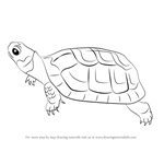 How to Draw a Bog Turtle