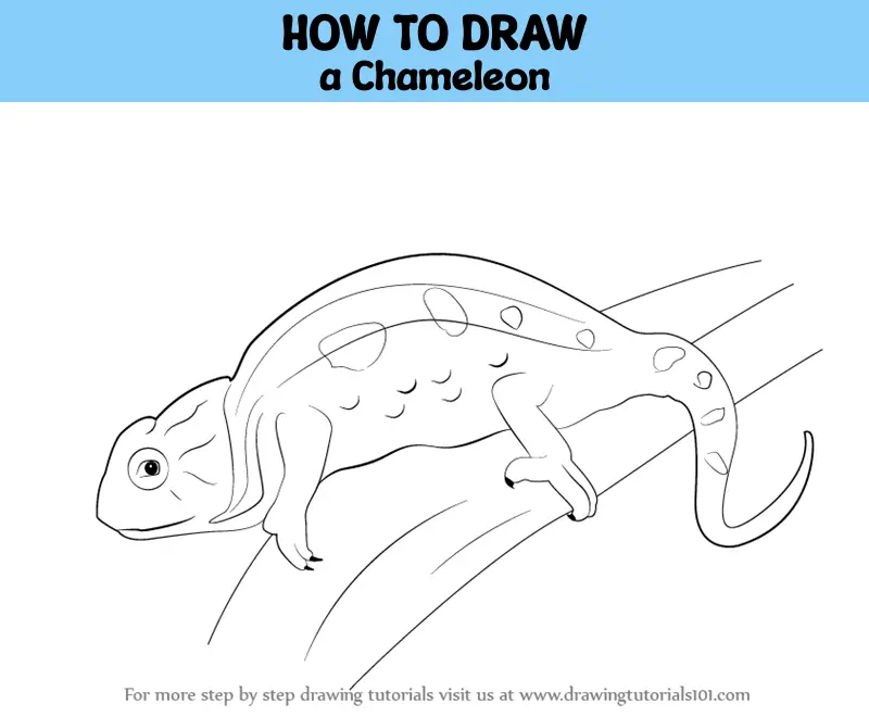 Easy How to Draw a Chameleon Tutorial Video and Coloring Page