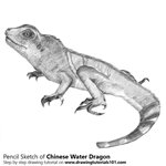 How to Draw a Chinese water dragon