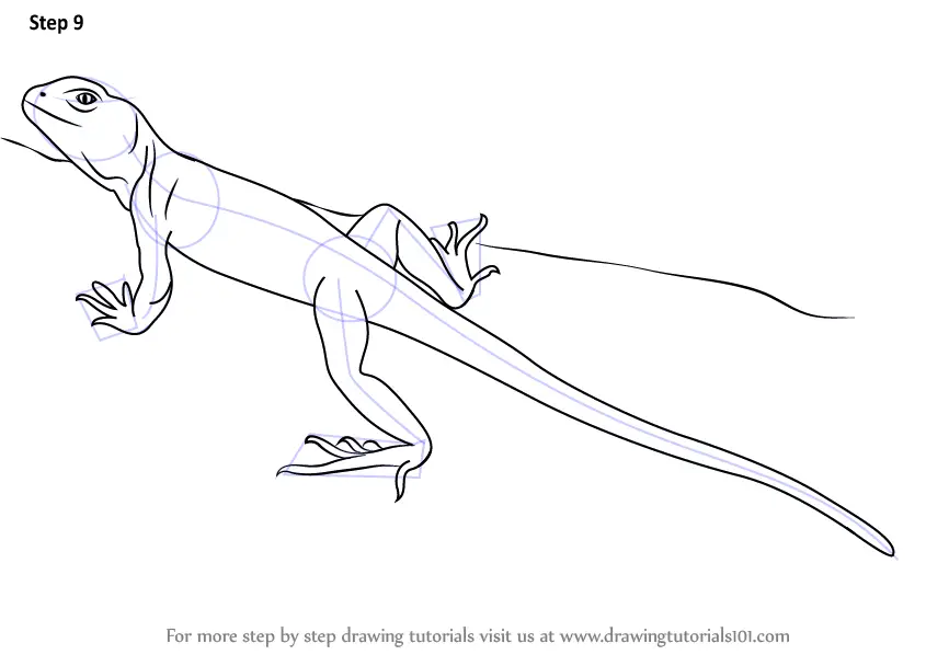 realistic lizard drawing