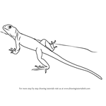 How to Draw a Collared Lizard