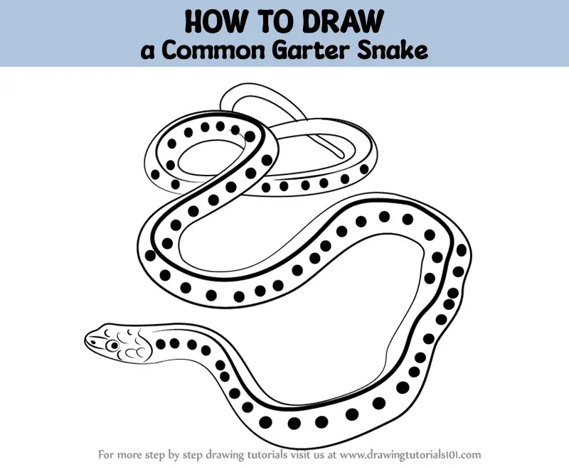 How To Draw A Common Garter Snake Reptiles Step By Step