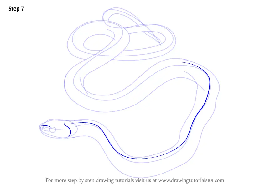 How to Draw a Common Garter Snake (Reptiles) Step by Step