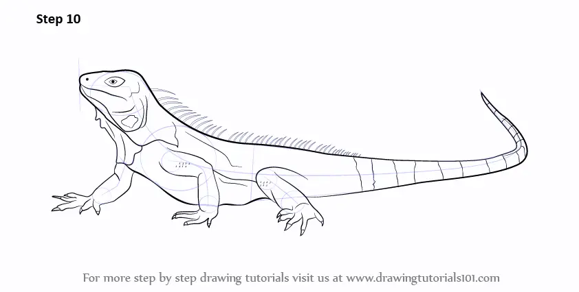 iguana drawing for kids