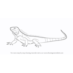 How to Draw a Iguana