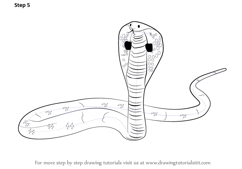 How to Draw a King Cobra (Reptiles) Step by Step
