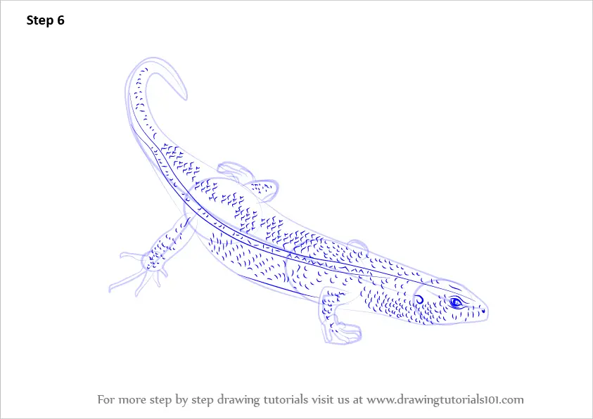 How to Draw an Ocellated Skink (Reptiles) Step by Step ...