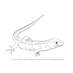 How to Draw a Sand Lizard