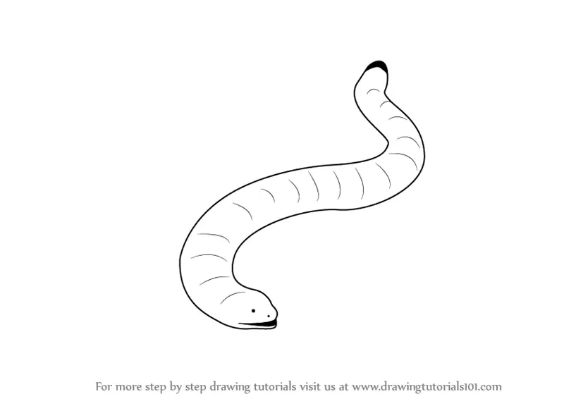 Learn How to draw a Worm Lizards (Reptiles) Step by Step : Drawing